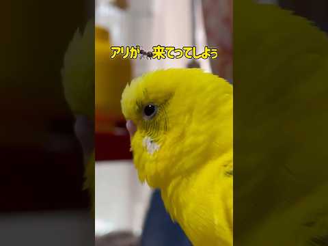 オウムのくちばし、ベルテロのロティエ、ロータス berthelotii