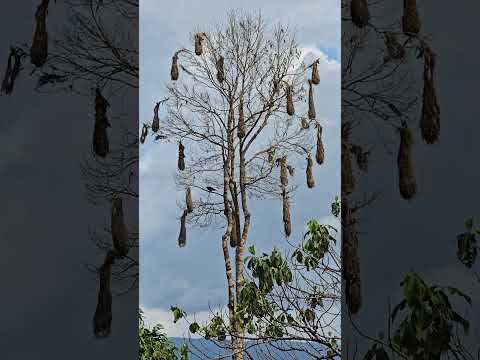 Muchilero, Mocoa Putumayo Colombia...
