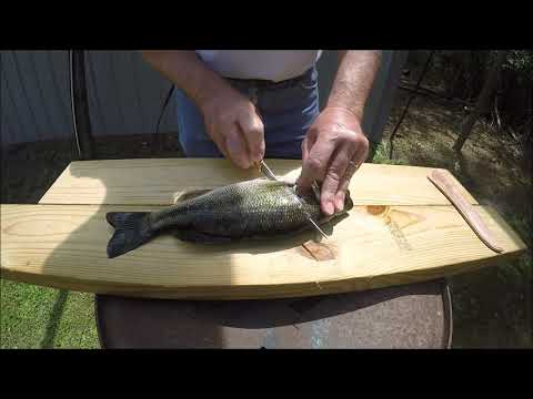 How to fillet a bass
