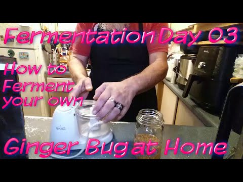Fermentation Day 3 Fermented Ginger Bug Tutorial -  Ginger Ale soon