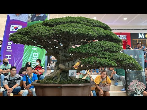 World Bonsai Convention 2023