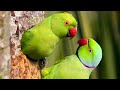 Kodi Aruvi Kottuthy DJ Song Tamil Remix Of My Anil
