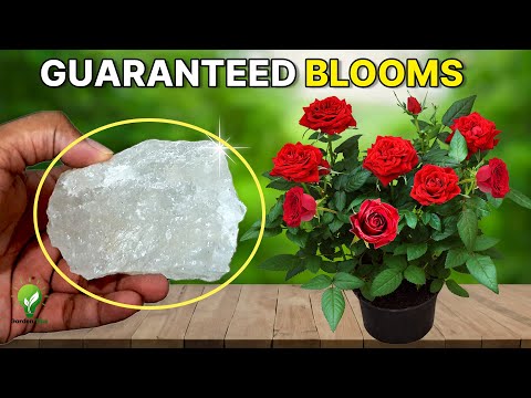Surefire Tips for Abundant Blooms in Rose Bush! | How to Grow Roses Perfectly?