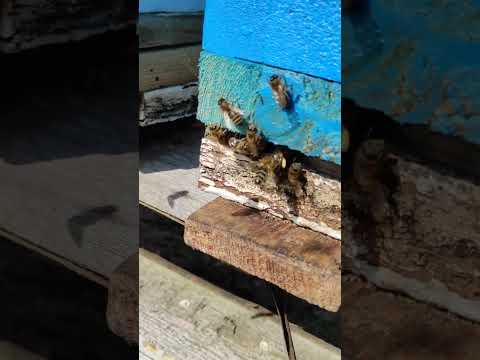 Результаты подкормки пчёл пыльцой и пергойдля старта. #shorts #пчёлы