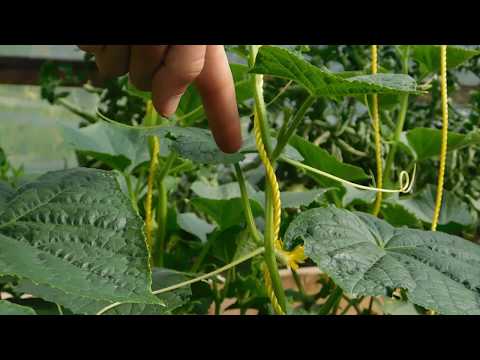 download pruning cucumber plants for free download pruning cucumber plants for free