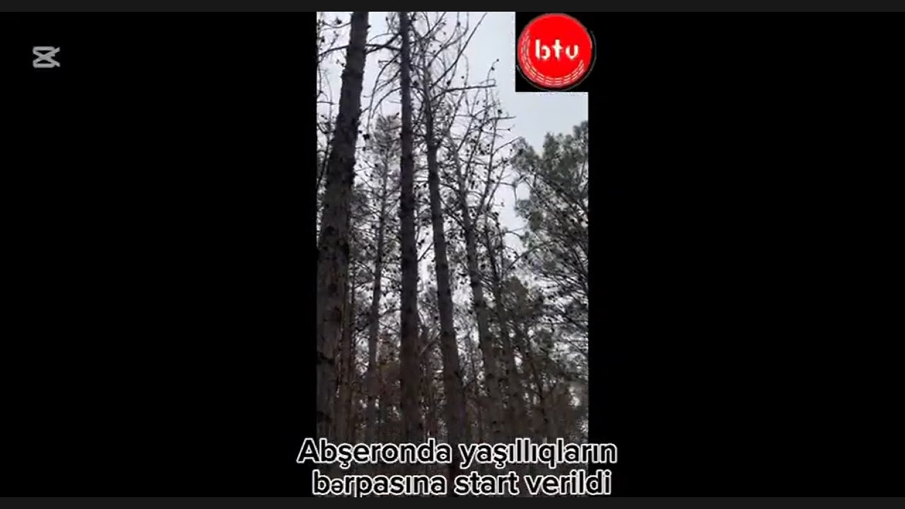 Abşeronda yaşıllıqların bərpasına start verilib