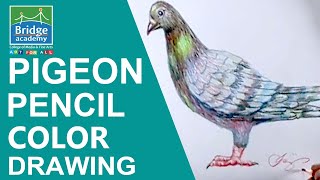 Pencil Color Drawing Tutorial in English | Pigeon Pencil Color Drawing