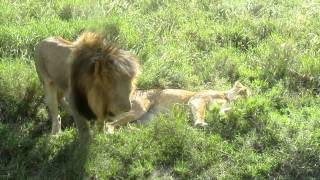 WOW! African Lions Mating Next to the Road in the Serengeti