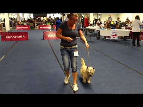 Doppel CACIB IHA Insbruck 19.8.2017