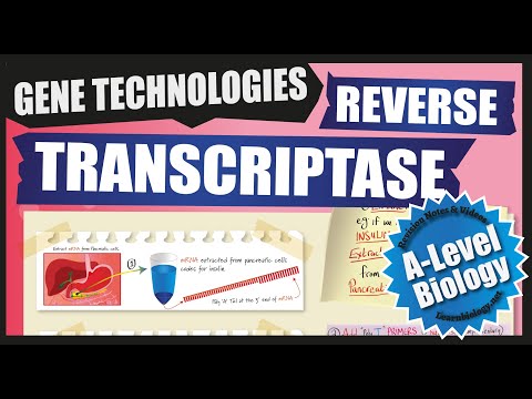 Making cDNA using Reverse Transcriptase | A Level Biology Revision Notes