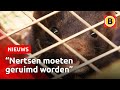 Politiek denkt aan ruimen van nertsen | Omroep Brabant