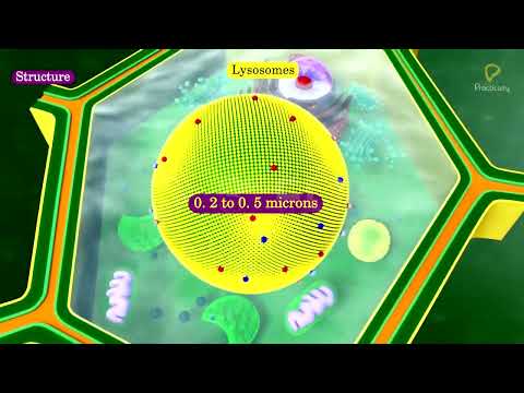 Practically's Concepts - Lysosomes - #LearnPractically