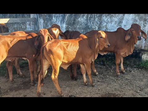 Bezerros pra confinamento em Dois Riachos Alagoas 29/07/26#nordeste