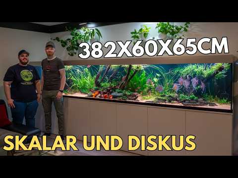 Pachi Aquarium and Angelfish Dominik 