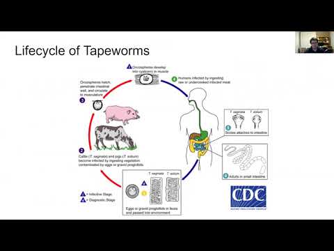 12Bio Infectious Disease 2 - Pathogens, the agents of disease