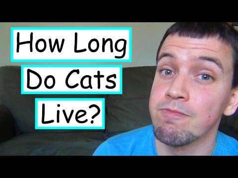 How Long Do Cats Live?