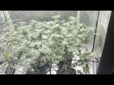 Skywalker Og and Og Kush week 6 flower