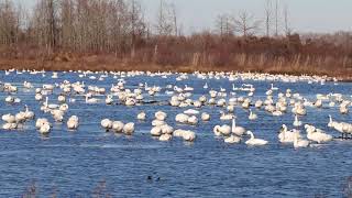 preview picture of video 'Lots of Swans at Pocosin Lakes NWR'