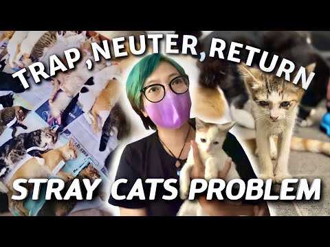 🐈 Why I TNR Stray Cats in Indonesia