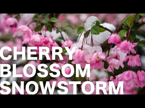 東京の桜吹雪 (Cherry Blossom Snowstorm in Tokyo)