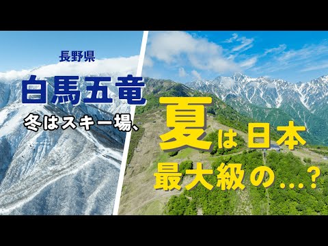 白銀世界から絶景の花畑へ！白馬五竜の知られざる夏の魅力