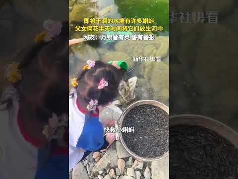 即将干涸的水塘有许多蝌蚪，父女俩花半天时间将它们放生河中，网友：万物皆有灵，善有善报！👍#shorts #正能量 #生物