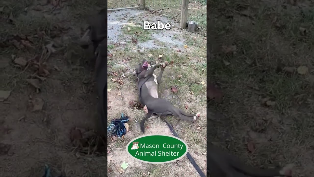 Enlarge Babe, a Adoptable mixed breed in Maysville, KY video 2/2