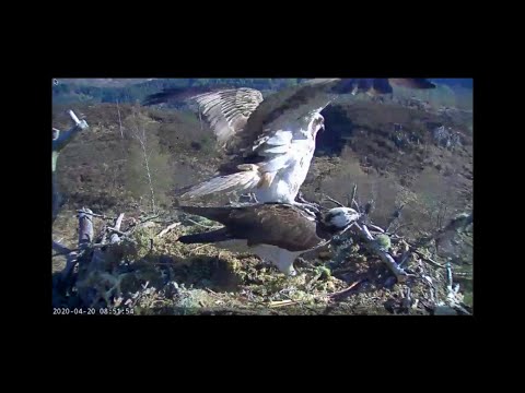 Is an egg on the way? Aila the Loch Arkaig Osprey rejects her mate Louis 20 April 2020