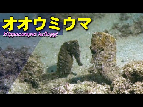 神話と結びつけられてきたオオウミウマの水中映像
