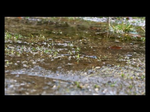 Regen Groove + Studio und Naturaufnahmen/ Nico Marsoun