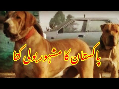 Champion 🏆 Bully In Pakistan | Bully Dog |
