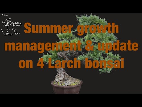 Summer growth management in larch bonsai under refinement