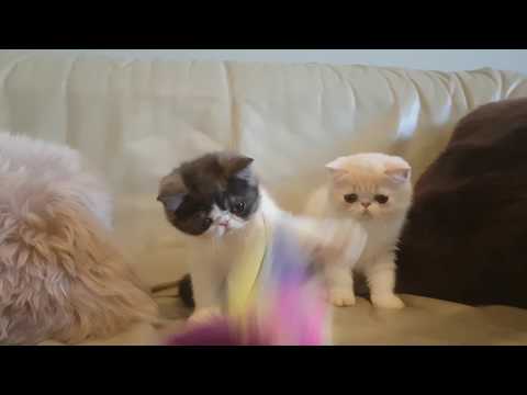 Enzo Ferrari of Exotic Stars &  ET  of Exotic Stars