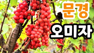 문경 오미자 축제 난리 났네요 역시 명품 오미자