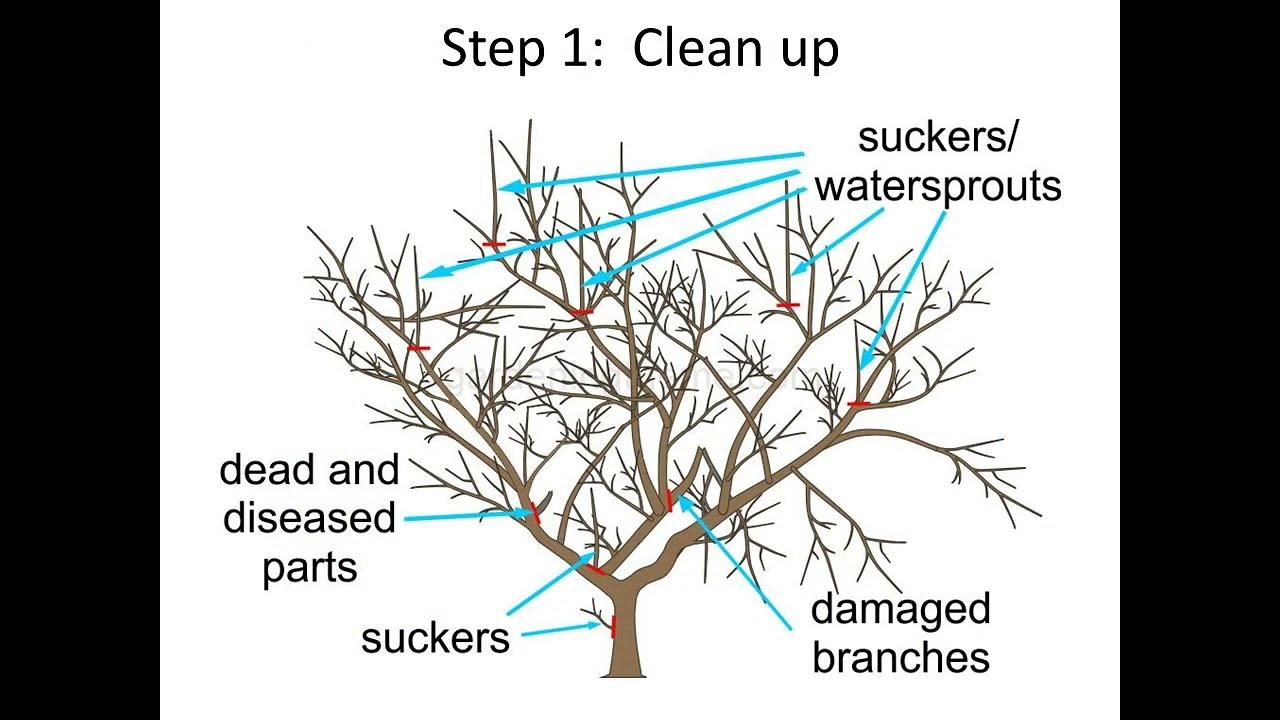 Pruning Apple Trees in 3 Easy Steps