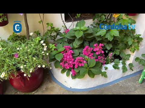 PATIOS 2025 SAN BASILIO 14