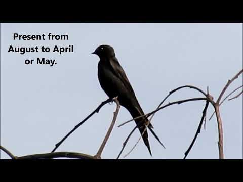 download lagu mp3 mp4 Black Saw Wing, download lagu Black Saw Wing gratis, unduh video klip Black Saw Wing