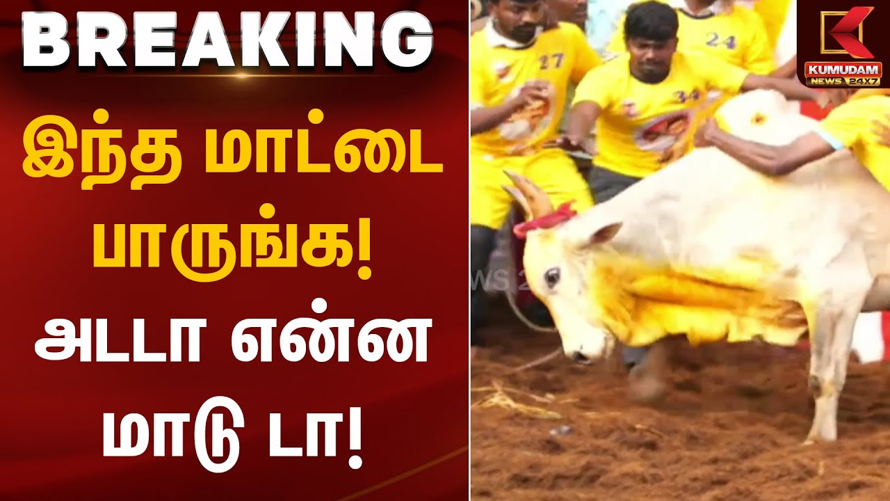 இந்த மாட்டை பாருங்க! அடடா என்ன மாடு டா! | Alanganallur Jallikattu | Kumudam News