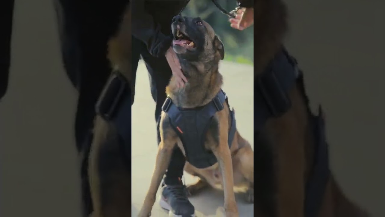 Peitoral para adestramento e trabalho dos heróis K9. Como pôr o peitoral Ops Bandog no seu cachorro.