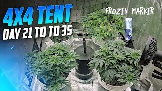 Como podar, treinar, alimentar, desfolhar e fazer pirulitos em suas plantas, Spiderfarmer SE-7000