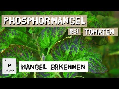 , title : 'Phosphormangel bei Tomaten - erkennen und Gegenmaßnahmen'