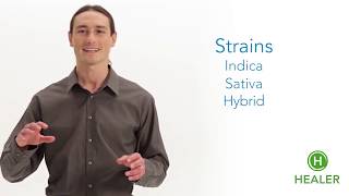 Cannabis 101: Different Types of Cannabis Strains