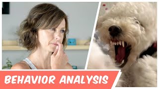 Dog Behavior: Is This Sort Of Play Okay?