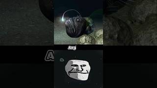 Angel Fish in 3D😱🤯 #shorts #angelfish #shortvideo #youtubeshorts #explainin3D