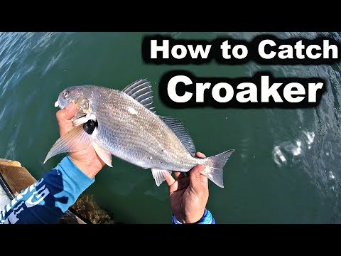 download lagu mp3 mp4 Croaker Fish Near Me, download lagu Croaker Fish Near Me gratis, unduh video klip Croaker Fish Near Me