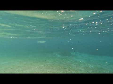 Ever Snorkel Day 1.3