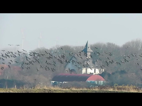 Wildgänse über Emden Jarssum gefilmt vom Seedeich in Borssum