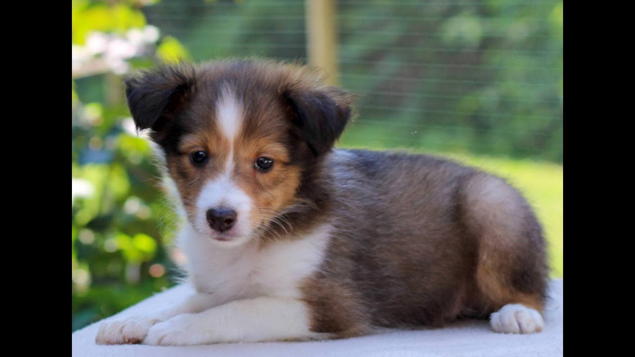 Shetland Sheepdog aka Sheltie Puppies for Sale