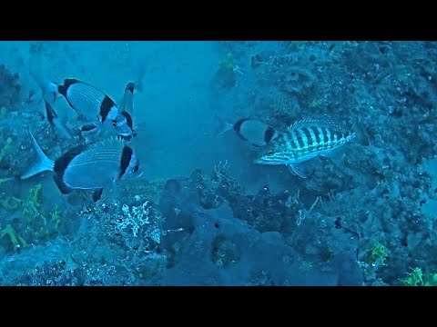 Unterwasserexpedition mit Inchiku Jig Insel Krk Kroatien