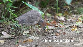 ナンヨウショウビン、アカガシラサギ、ズグロミゾゴイほか(動画あり)
